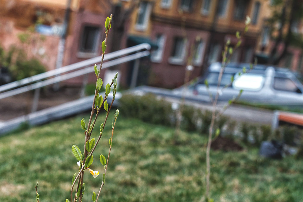 Магнолии высадили в сквере Веры и надежды