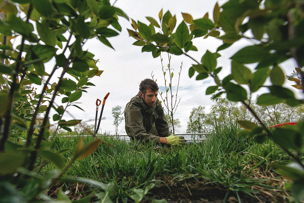 Магнолии высадили в сквере Веры и надежды