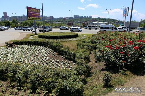 Новые цветы