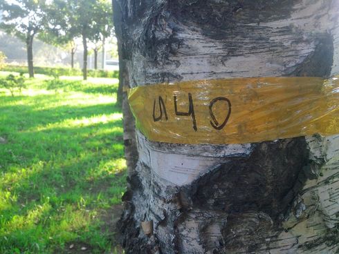 Все деревья в парке пронумерованы