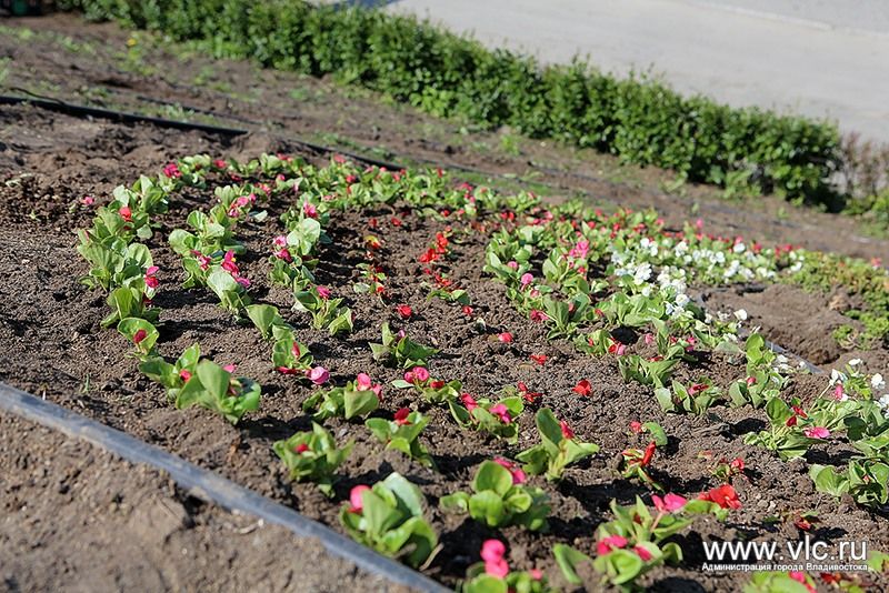Цветы снова украсили надпись &laquo;Владивосток&raquo; в районе "Молодежной"