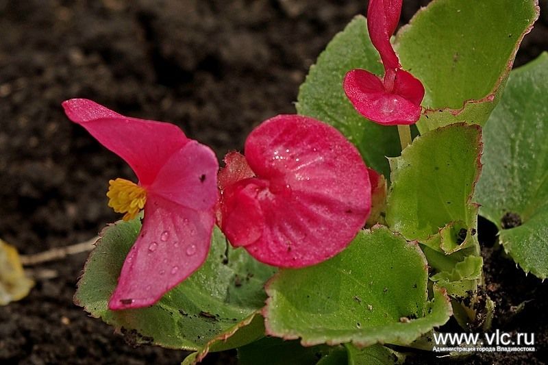 Кольцо Инструментального завода украсили цветами