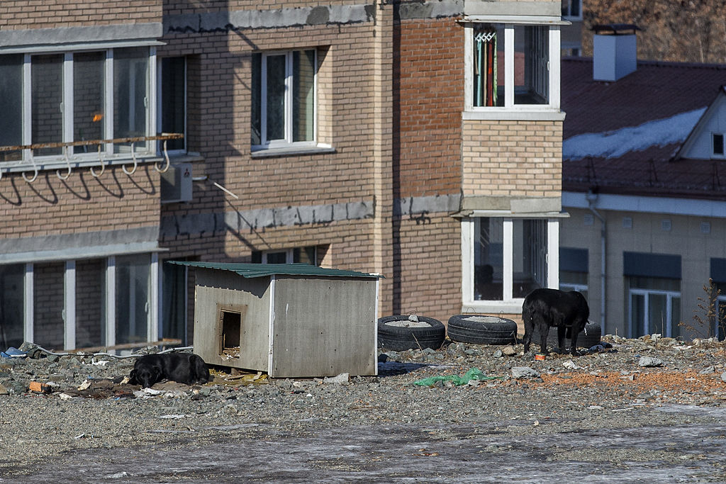 Бездомные собаки
