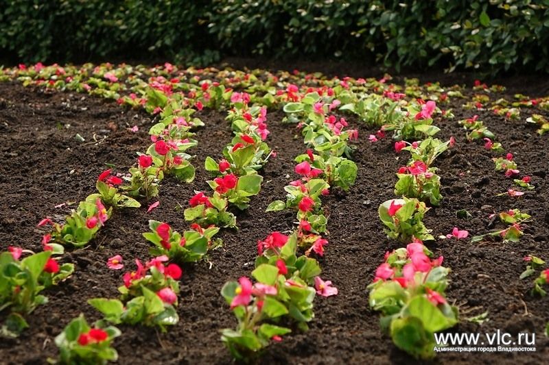 Кольцо Инструментального завода украсили цветами